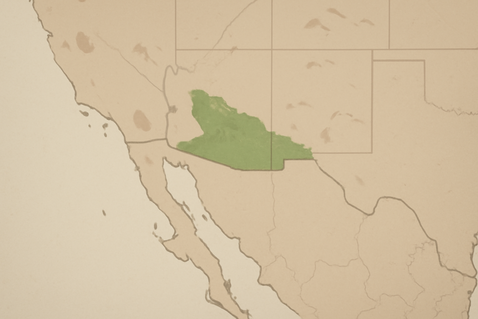 Understanding Lophophora Williamsii: The Peyote Cactus - Psychedelic Today Ai Generated Illustration