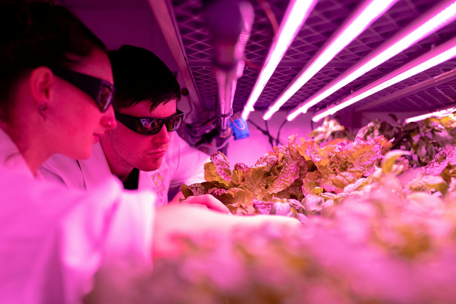 https://www.pexels.com/photo/scientist-checking-crops-in-laboratory-3912479/