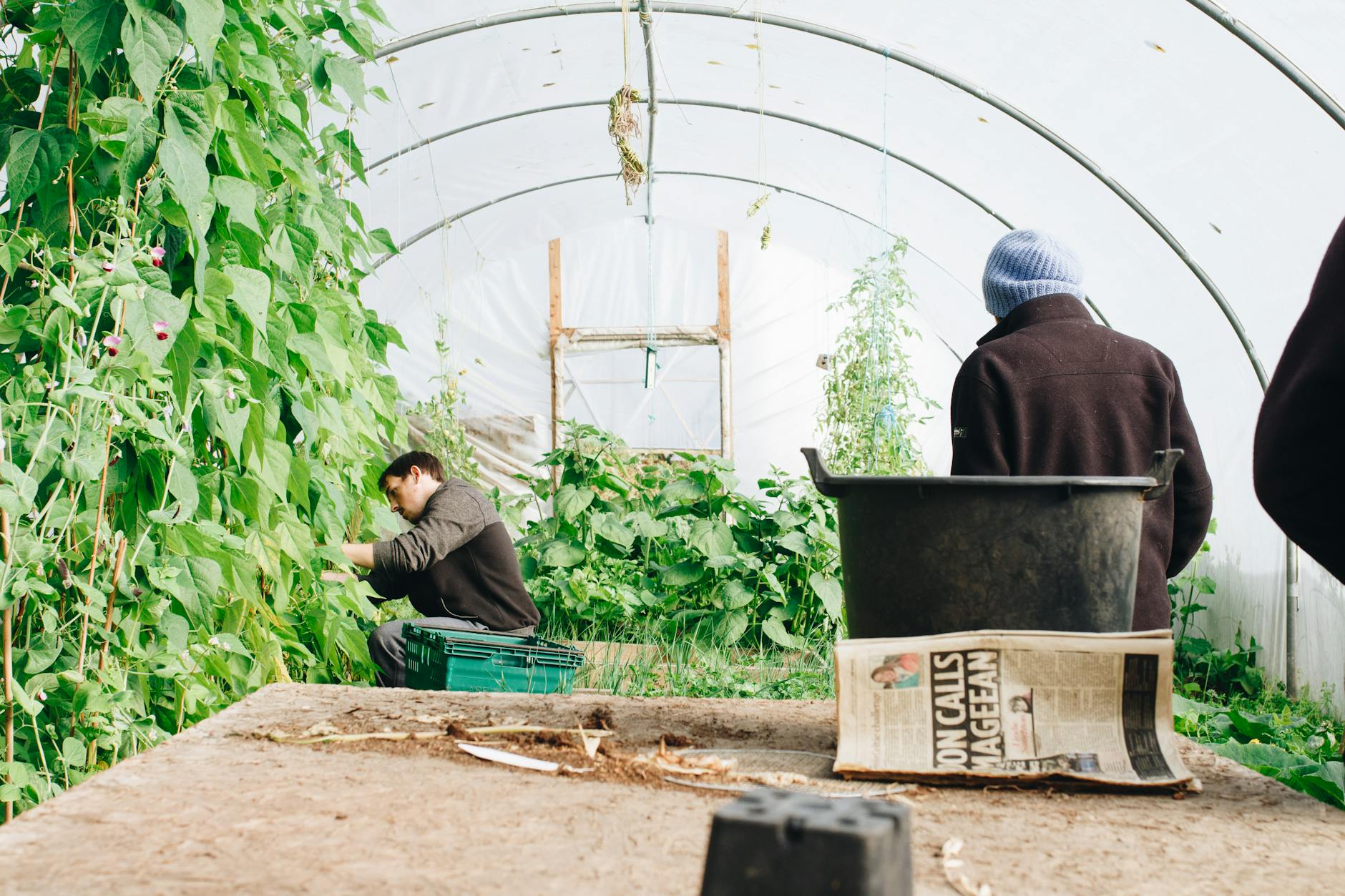 https://www.pexels.com/photo/man-wearing-black-jacket-inside-the-greenhouse-1084542/