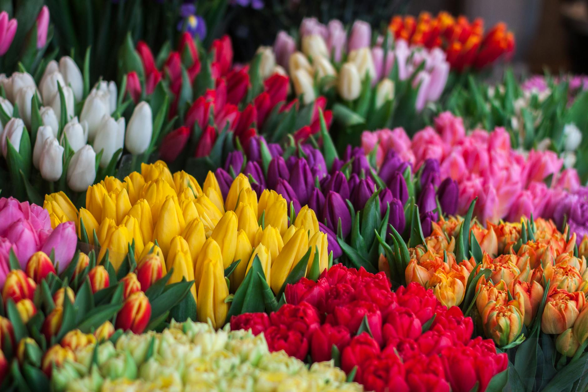 https://www.pexels.com/photo/photography-of-assorted-colored-tulips-343957/