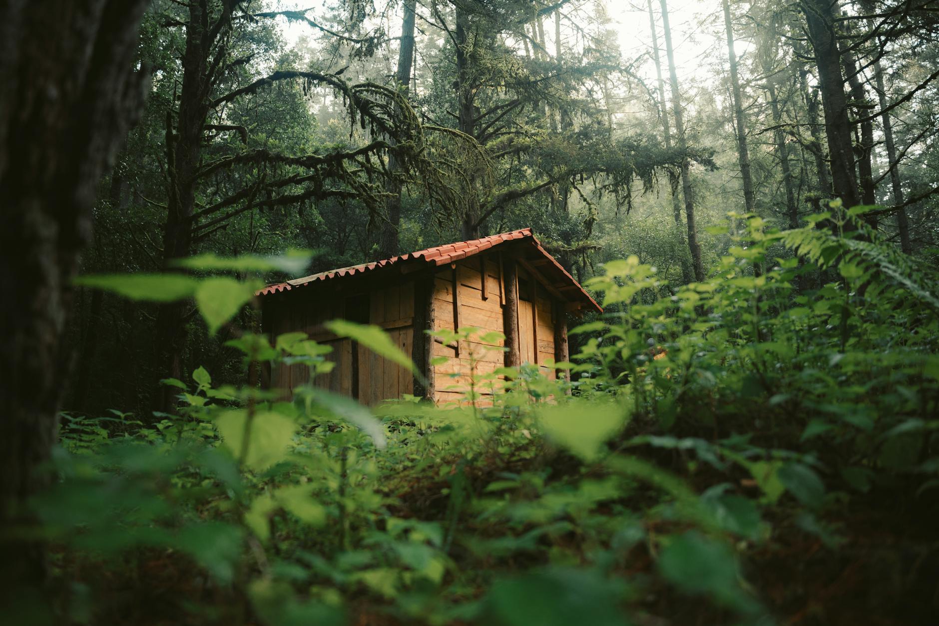 https://www.pexels.com/photo/rustic-cabin-in-a-lush-mexican-forest-33247091/